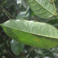 Chaetocarpus pubescens (Thwaites) Hook.f.